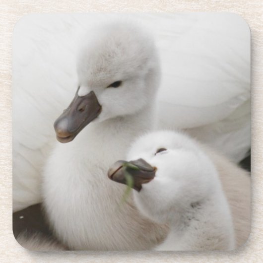 コブハクチョウのCygnets コースター (正面)