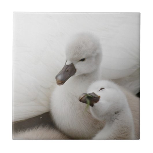 コブハクチョウのCygnets タイル (正面)