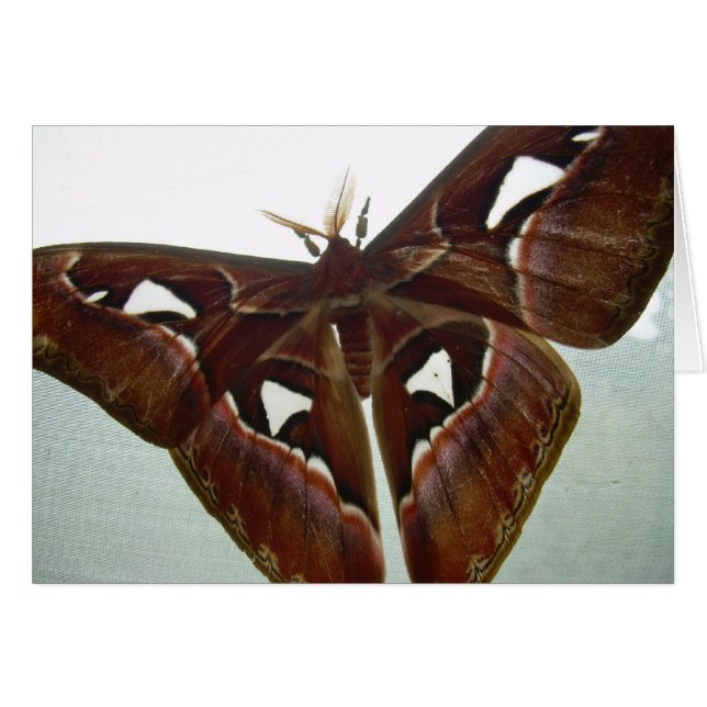 コブラのガ (正面横)