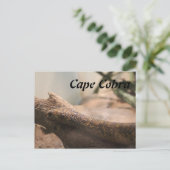 コブラ岬 ポストカード (スタンド正面)