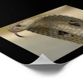 コブラ ポスター (角)