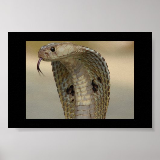 コブラ ポスター (正面)