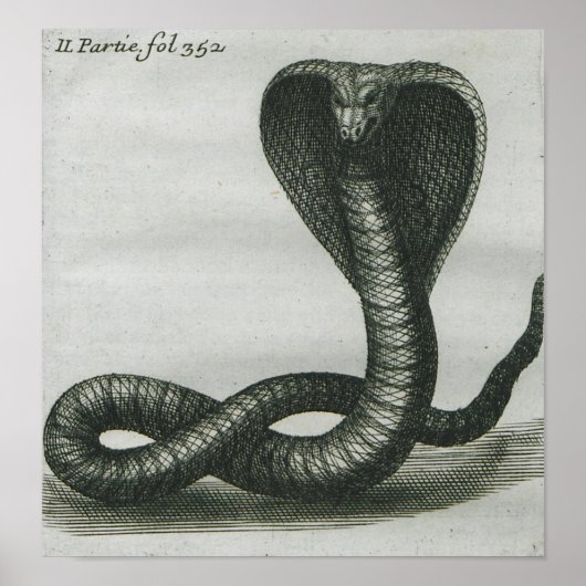 コブラ ポスター (正面)