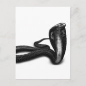 コブラ ポストカード (正面)