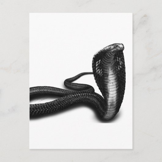 コブラ ポストカード (正面)