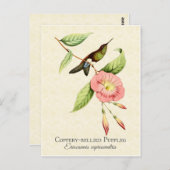 コプカリーベリーパフレッグハミングバードアートポストカード ポストカード (正面/裏面)