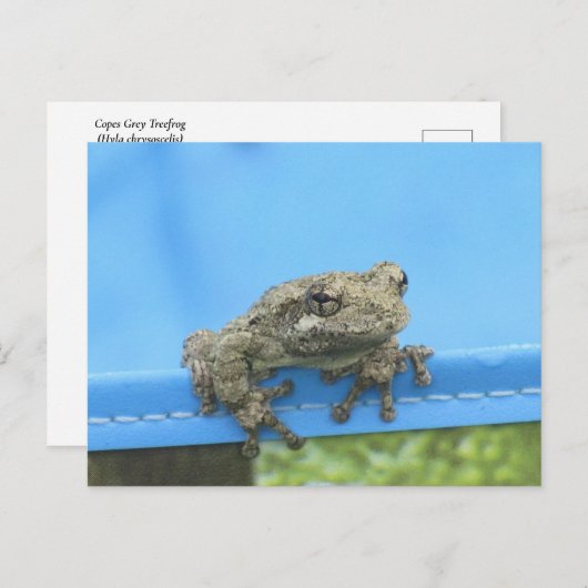 コプスの木のカエルぶら下がったの出はがき ポストカード (正面/裏面)