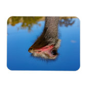 コプフヴォムヴォゲルストラウス マグネット (横)