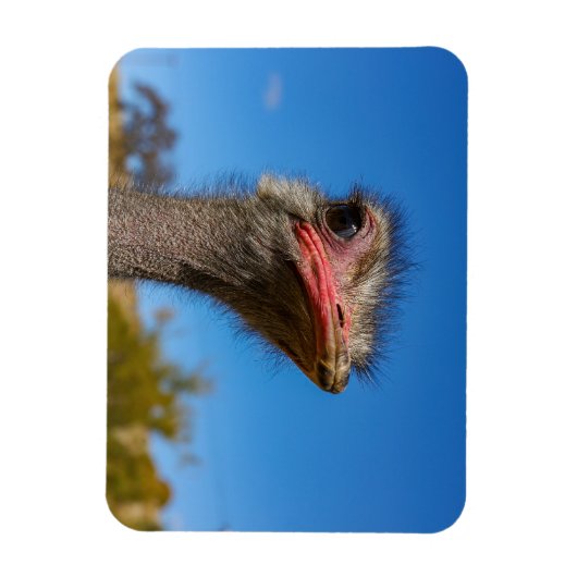 コプフヴォムヴォゲルストラウス マグネット (縦)