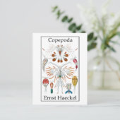 コペポダ著Ernst Haeckel ポストカード (スタンド正面)