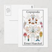 コペポダ著Ernst Haeckel ポストカード (正面/裏面)