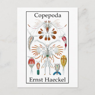 コペポダ著Ernst Haeckel ポストカード