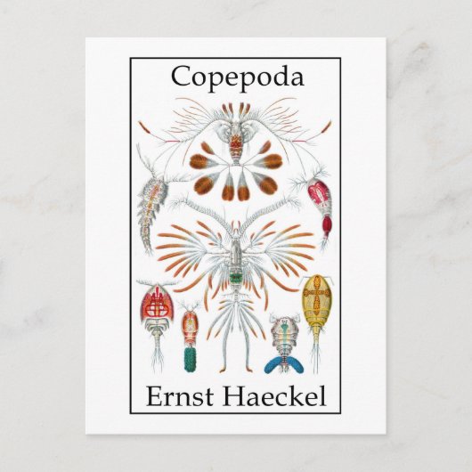 コペポダ著Ernst Haeckel ポストカード (正面)