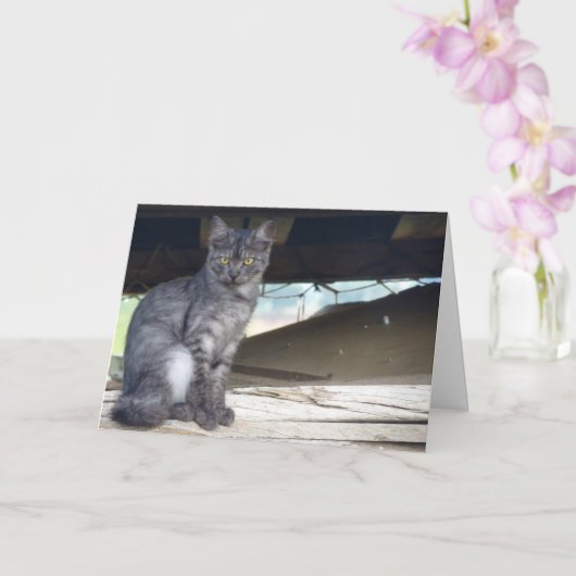 コミュニティ猫ポートレートカード カード (蘭)