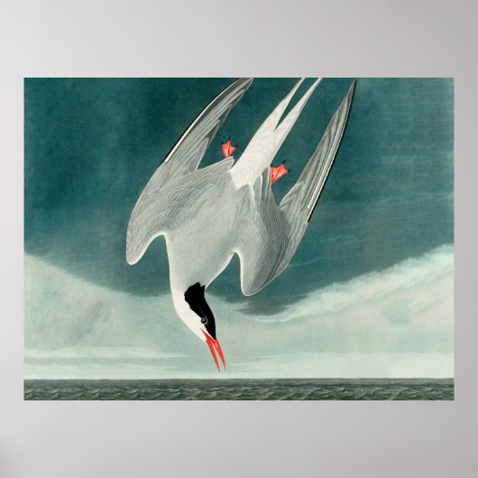 コミョウクイワシ Audubon 鳥 野生生物 絵画 ポスター (正面)