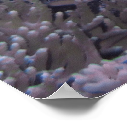 コモドイカ ポスター (角)