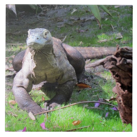 コモドドラゴンタイル タイル (正面)