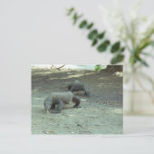 コモドドラゴン ポストカード (スタンド正面)