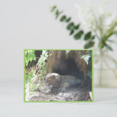 コモド来・ドラゴンが木の下から出て ポストカード (スタンド正面)