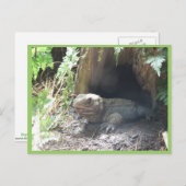 コモド来・ドラゴンが木の下から出て ポストカード (正面/裏面)