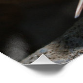 コモド・ドラゴンが舌を出す ポスター (コーナー)