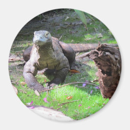 コモド・ドラゴンマグネット マグネット