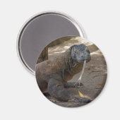 コモド・ドラゴン舐め マグネット (正面/裏面)