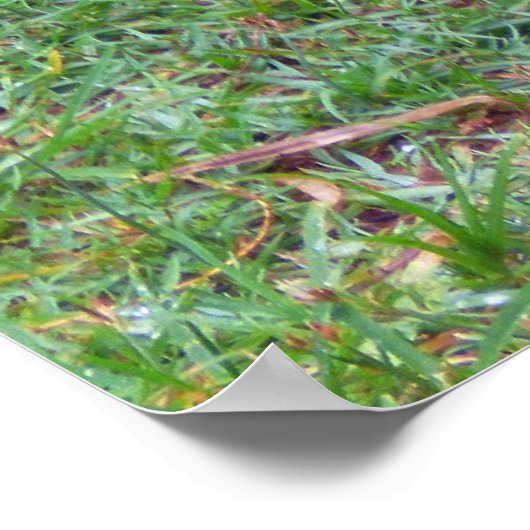 コモド・ドラゴン ポスター (角)