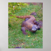 コモド・ドラゴン ポスター (正面)