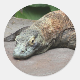 コモド・ドラゴン(Varanus komodoensis) ラウンドシール