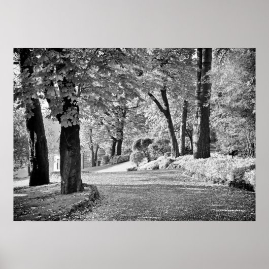 コモパスモノクロ湖 ポスター (正面)