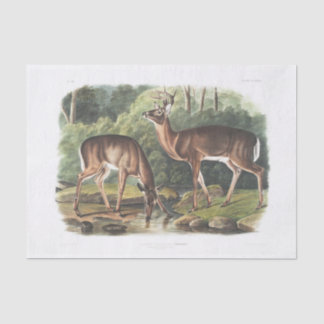 コモンまたはバージニアの鹿デコパージュヴィンテージ 薄葉紙