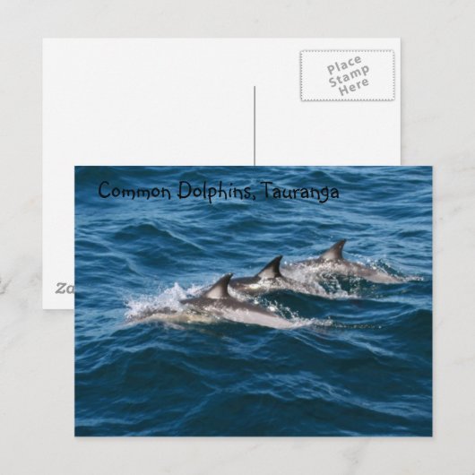 コモンイルカ ポストカード (正面/裏面)