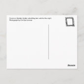 コモンガーデンスパイダー ポストカード (裏面)