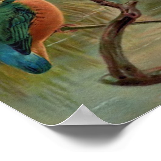 コモンキングフィッシャーヴィンテージバードイラストレーション ポスター (角)