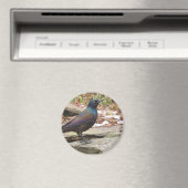 コモングラックルマグネット マグネット (インサイチュ (食洗機))