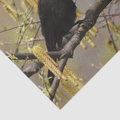 コモングラックル春花ズカチキン 薄葉紙 (詳細)