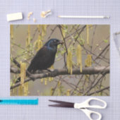 コモングラックル春花ズカチキン 薄葉紙 (クラフト)