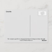 コモングラックル ポストカード (裏面)