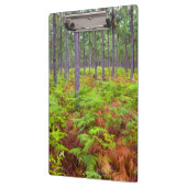 コモンブラッケン(Pteridium Aquilinum)の生育 クリップボード (左)