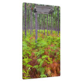 コモンブラッケン(Pteridium Aquilinum)の生育 クリップボード (右)