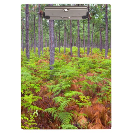 コモンブラッケン(Pteridium Aquilinum)の生育 クリップボード (正面)