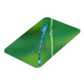 コモンブルーダンセルフライ磁石 マグネット (左側)