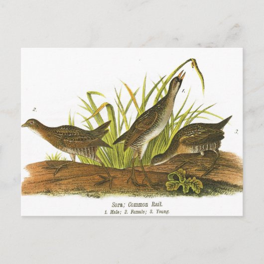 コモンレール ポストカード (正面)