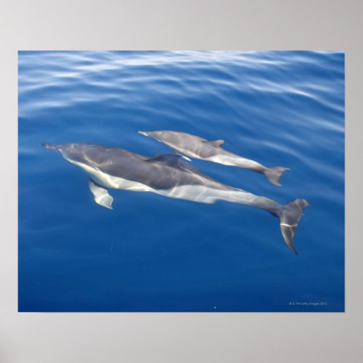 コモン・イルカ ポスター (正面)