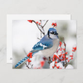 コモン・ウィンターベリーの青いジェイ ポストカード (正面/裏面)