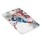 コモン・ウィンターベリーの青いジェイ マグネット (右側)