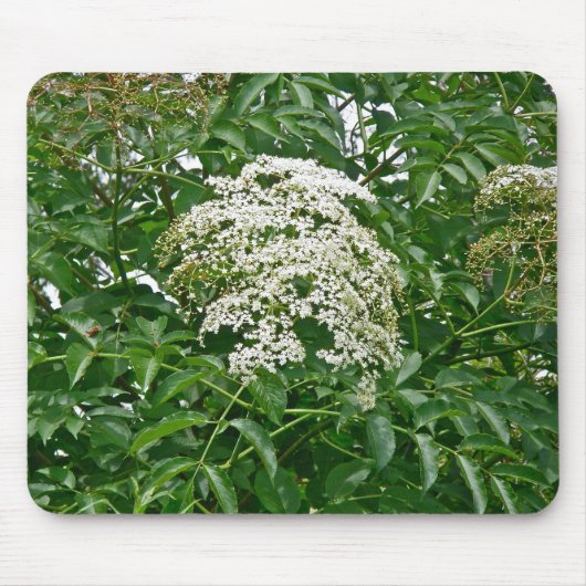 コモン・エルダーベリー(Sambucus canadensis)マウスパッド マウスパッド (正面)