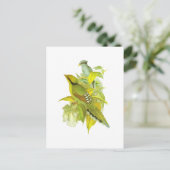 コモン・グリーン・マグピー ポストカード (スタンド正面)