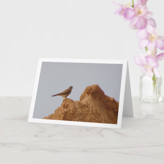 コモン・ケストレル・バード、ファルコ・ティンヌンキュラス カード (蘭)